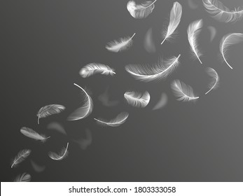 Fluff feathers. Realistic angel wings feather flow, falling bird plumage, fluffy swan or dove 3d twirled feathers vector background illustration. Lightness flow plume, floating lightweight feather