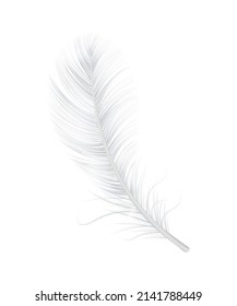 Fluffly white swan or goose feather on blank background vector illustration