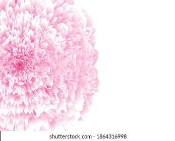Fluffy 3D flower. Pink volumetric chrysanthemum with soft spring white petals realistic lush open bud natural tracery of autumn peony with round cap of wavy delicate textures festive live vector.