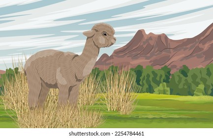 Ein fließendes Alpaca steht in trockenem Gras in einem Tal nahe einer Gebirgskette. Wilde Tiere in Südamerika. Realistische Vektorlandschaft