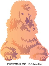 Fluffy apricot poodle laying dow vector illustration 