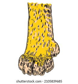 Fluffy big cat paw or leg. Cute feline clutches of wild animal, tiger, leopard, jaguar or puma. Vector.  
