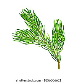 Fluffy Branch of Evergreen Pine Tree with Needle Leaves Vector Illustration