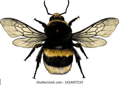 Fluffy Bumblebee Top View With Wings, Sketch Vector Graphic Color Illustration On White Background