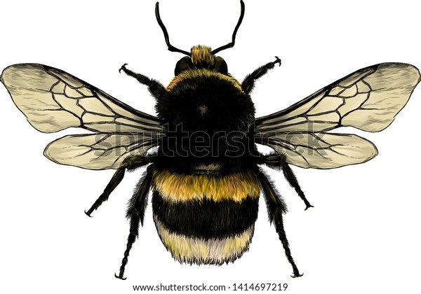 Fluffy Bumblebee Top View Wings Sketch Stock Vector (Royalty Free