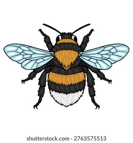 Fluffy bumblebee vector illustration with translucent wings and fuzzy body