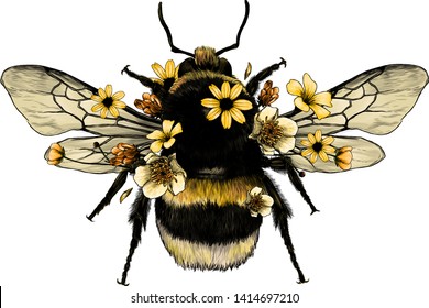 fluffy bumblebee in yellow top view with wings, sketch vector graphics color illustration on white background