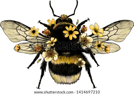 fluffy bumblebee in yellow top view with wings, sketch vector graphics color illustration on white background