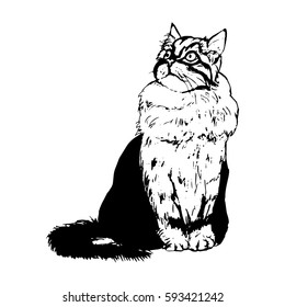 Fluffy cat on a white background, graphic illustration. Vector