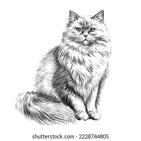 Fluffy cat sitting hand drawn sketch Pets Vector illustration