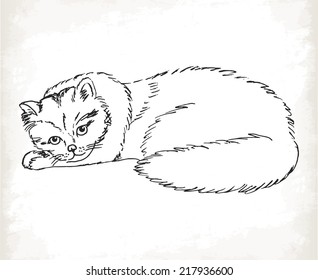 Fluffy cat in sketch style on a white background. Vector illustrations
