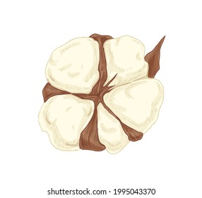 Fluffy cotton flower bud. Handdrawn dry soft coton boll. Botanical drawing of floral ball in vintage style. Hand-drawn realistic detailed vector illustration isolated on white background