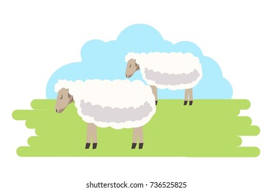 Fluffy curly sheeps with clean fur on green field