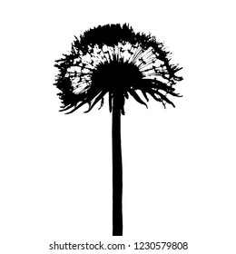 Fluffy dandelion silhouette natural black isolated on white background
