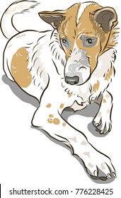 Fluffy dog
white and brown dog
