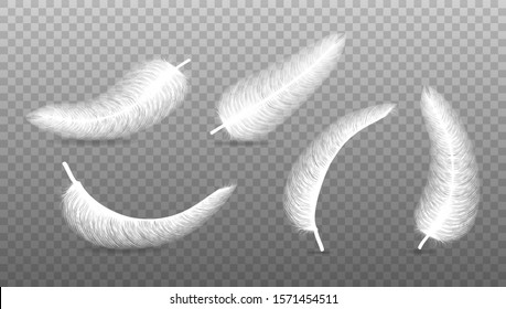 fluffy feather with shadow vector realistic set isolated on transparent background.