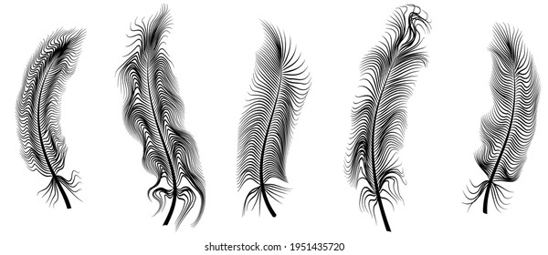 Fluffy feathers - black silhouettes on white background