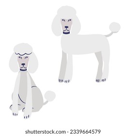 Fluffy french white poodle cartoon in two poses sitting and standing. Vector clip art