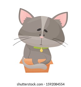 Fluffy Gray Colored Cat Sitting Inside Carton Box Vector Illustration