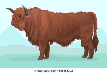 fluffy highland bull breed