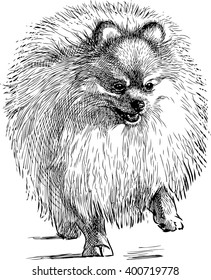 fluffy lap dog