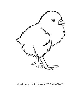 Fluffy little chicken, monochrome picture, vector illustration on a white background