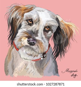 Fluffy mongrel dog vector hand drawing illustration in different color isolated on pink  background