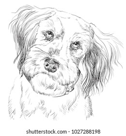 Fluffy mongrel dog vector hand drawing illustration in black color isolated on white background