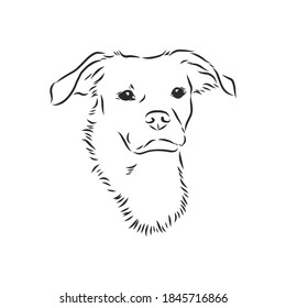 Fluffy mongrel dog vector hand drawing illustration in black color isolated on white background, portrait of a mongrel dog vector sketch illustration