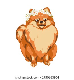 Fluffy Pomeranian dog sits. Floral wreath on the head. Nice little face. Small dog breed. Hand-drawn sketch style. Vector illustration on an isolated white background.