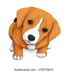 Fluffy puppies vector isolated on white background