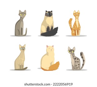 Fluffy Purebred Cat with Tail and Cute Snout in Sitting Pose Vector Set