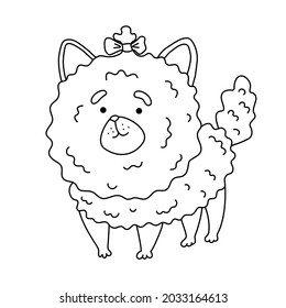 Fluffy shaggy dog ​​breed pomeranian coloring page. Isolated vector illustration for coloring book, print, game, party, kids design.