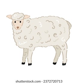 Fluffy sheep on white background