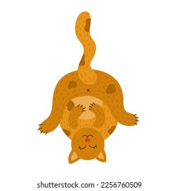 Fluffy sleepy cat resting upside down and enjoying life. Cute kitty character lying in funny pose. Kawaii lazy kitten is perfect for print, stickers, t-shirts. Hand drawn vector illustration.