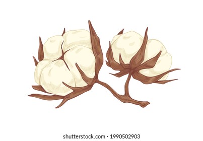 Fluffy soft buds of cotton flower. Botanical drawing of coton bolls in vintage style. Realistic hand-drawn field crop. Colored vector illustration of wild flora isolated on white background