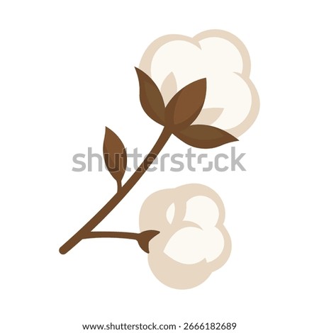 Fluffy soft buds of cotton flower. Cotton boll with soft white fibers and brown husk.