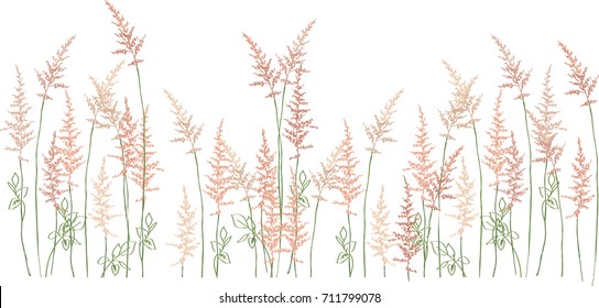 
Fluffy spikelets of blossoming Astilbe