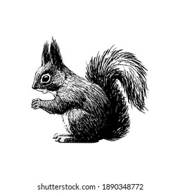 Fluffy Squirrel. Graphic Ink Drawing For Print, Vintage Hipster Style.