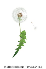 Leña blanca esponjosa con hoja verde y semilla aislada en ilustración vectorial de fondo blanco