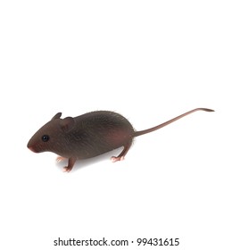 fluffy wild little gray mouse on white background