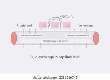Fluid exchange mechanism at capillary level