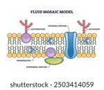 Fluid mosaic model with cell membrane anatomical structure outline diagram. Labeled educational scheme with glycoprotein, integral protein, glycolipid and phospholipid vector illustration.