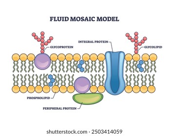 Modelo de mosaico fluido con diagrama de esquema de estructura anatómica de membrana celular. Esquema educativo etiquetado con glicoproteína, proteína integral, glicolípido y Ilustración vectorial de fosfolípidos.