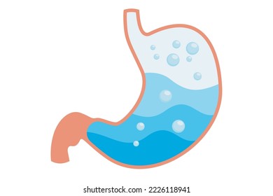Fluid in the stomach. Human stomach vector. Gastric fluid. Illustration of the human digestive system