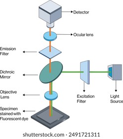 Microscopía de fluorescencia Instrumentación y diagrama de principios, fondo blanco, Ilustración vectorial de Ciencia