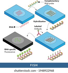 Fluorescence in situ hybridization: Also known as FISH for RNA visualization using blotting technique and fluorescent tagged antibodies.