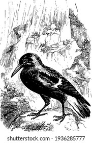 Flauta Playing Cassican tem sido conhecido por comer pequenos pássaros, vintage linha de desenho ou gravura ilustração.