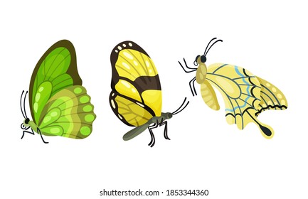 Fluttering Butterfly with Brightly Coloured Wings Vector Set