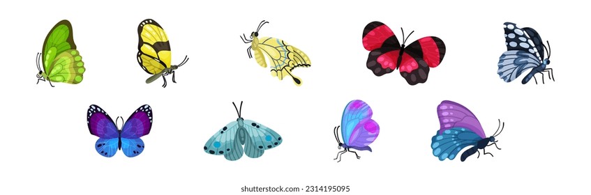 Fluttering Tropical Butterfly with Brightly Coloured Wings Vector Set